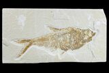 Fossil Fish (Diplomystus) - Wyoming #165868-1